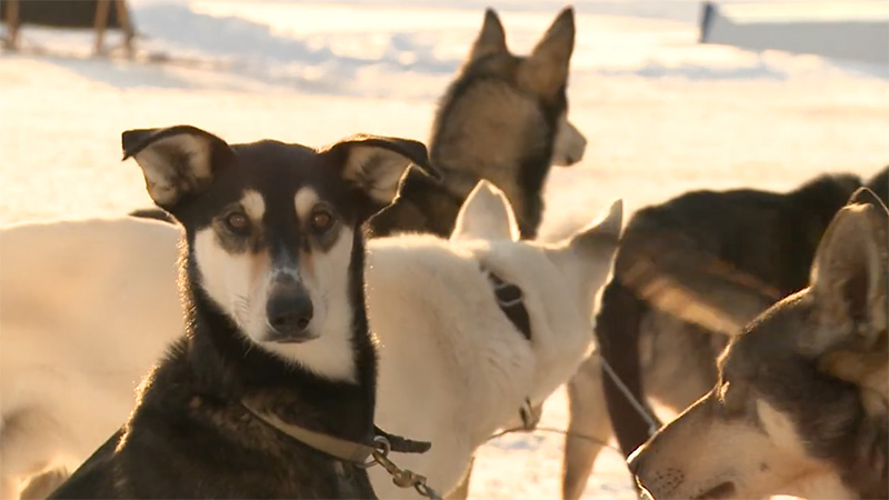 sled dogs