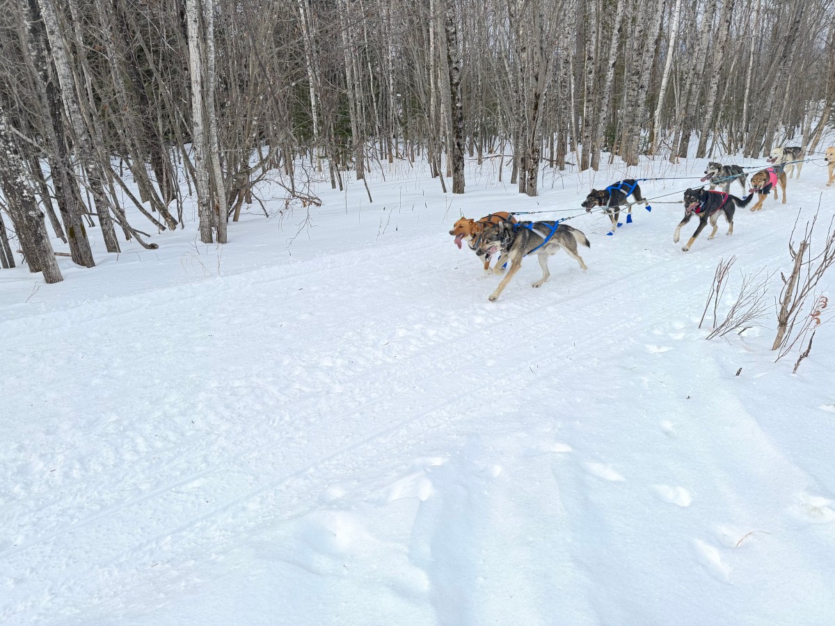 Wilderness Sled dog&nbsp;Race